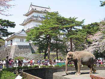 小田原城